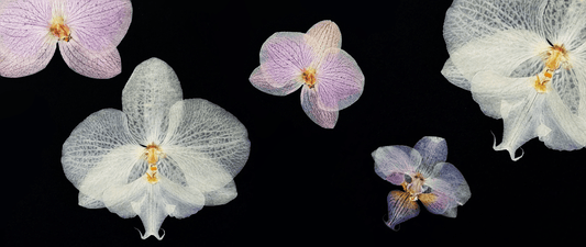 ZolanJewelry blog cover with butterfly orchid specimen and heritage jewelry inspiration