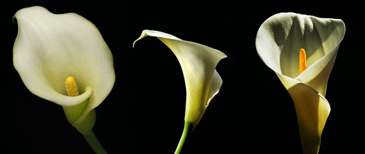 Three elegant calla lilies in different poses, symbolizing purity, love, and harmony — inspired by traditional Chinese floral motif