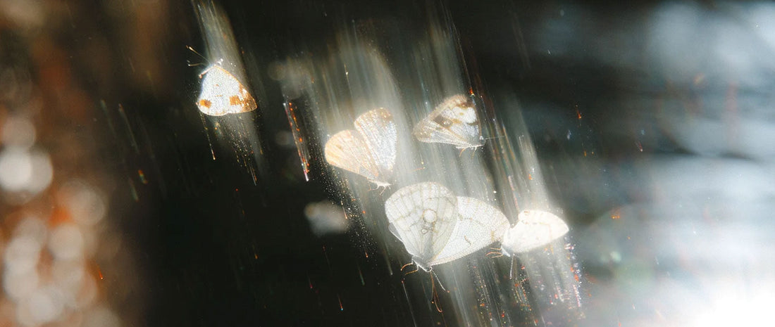 "Beyond the cocoon lies a soul of gold." A flock of vibrant, fluttering butterflies representing rebirth and the deep symbolism of Zolan heritage filigree & lacquer jewelry art, a definitive gift for mothers and transformation.