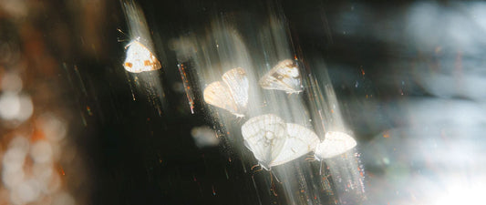 "Beyond the cocoon lies a soul of gold." A flock of vibrant, fluttering butterflies representing rebirth and the deep symbolism of Zolan heritage filigree & lacquer jewelry art, a definitive gift for mothers and transformation.