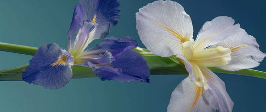 Blooming iris flowers symbolizing resilience and maternal strength