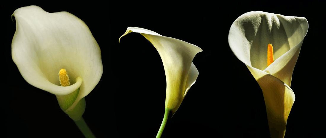 Three elegant calla lilies in different poses, symbolizing purity, love, and harmony — inspired by traditional Chinese floral motif